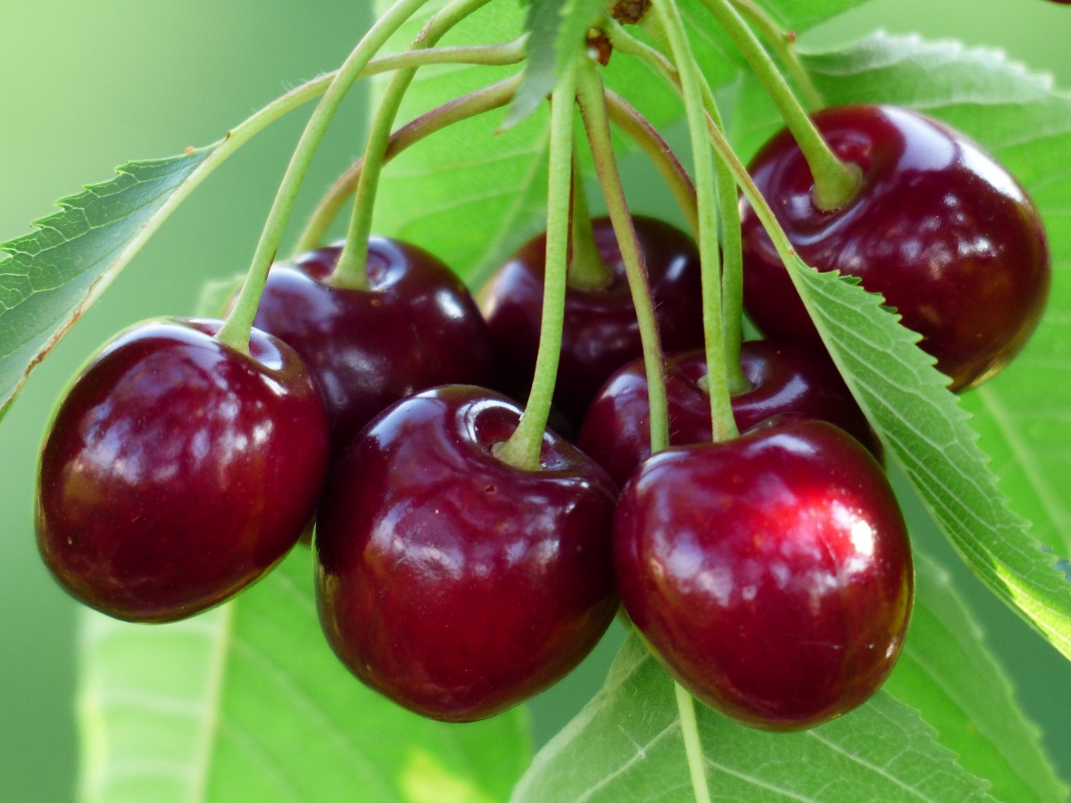 cherry_sweet_cherry_red_fruit_healthy_leaves_branch_summer-1121549